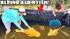 Saving Albino Alien Fish From Pond Destruction