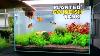 The Planted Ranchu Goldfish Tank Wiggle Bum Paradise Or Expensive Buffet
